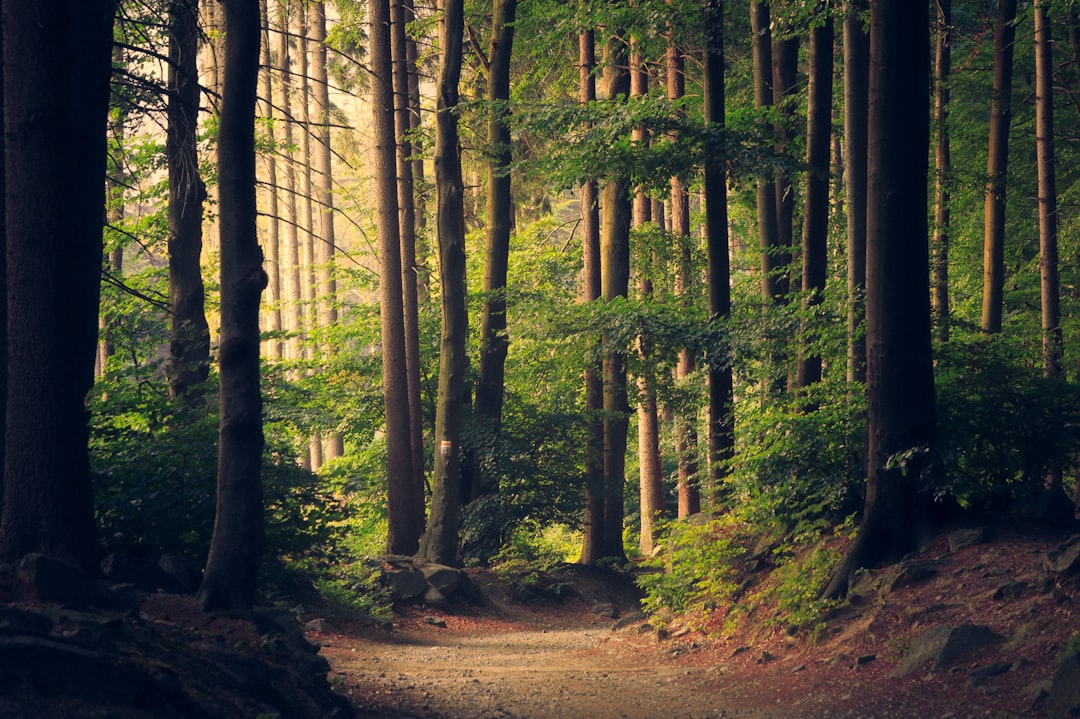 floresta com troncos de árvores altas e frondosas. cenário de natureza e tranquilidade.